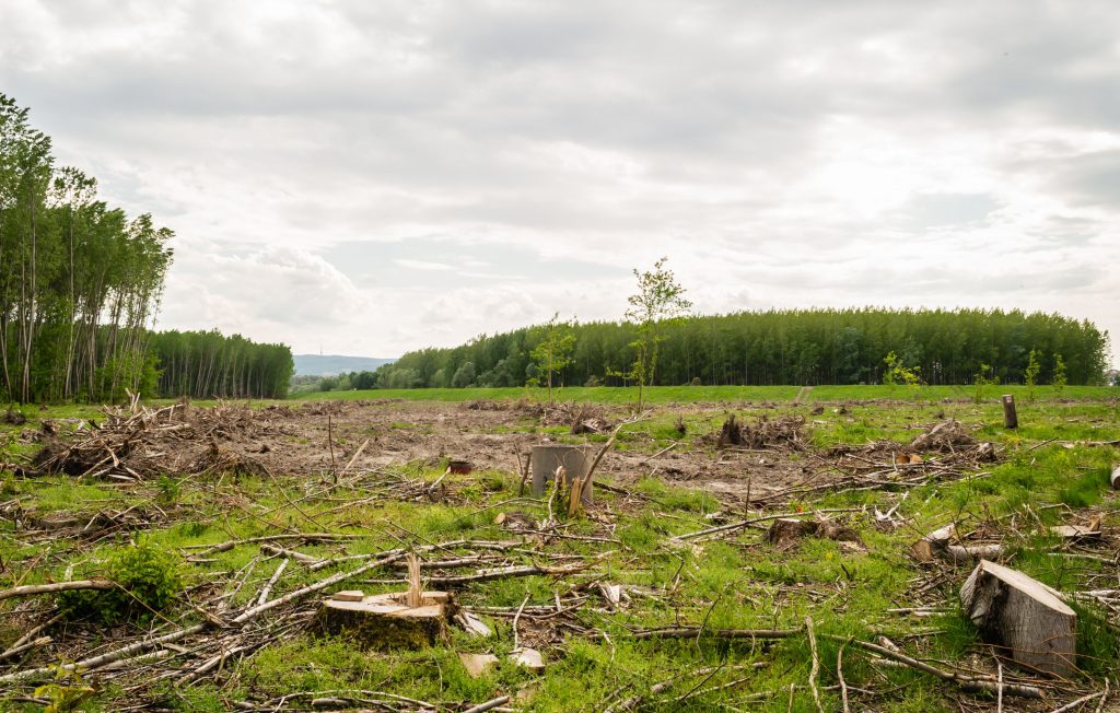 Wide view of deforestation with cut trees and open field under cloudy sky.